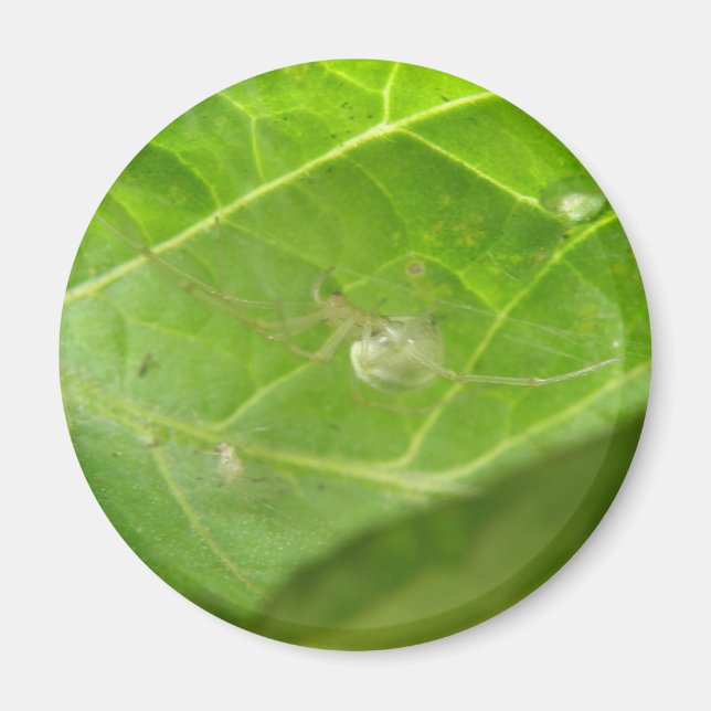 Pequeño imán araña (Frente)