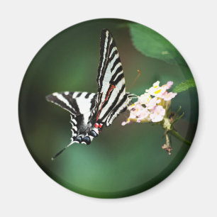 Pequeño imán cebra