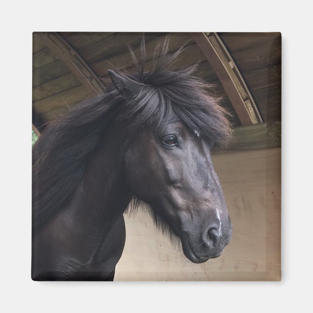 Pequeño Imán de Cabeza Noble de Caballo Viking (Frente)