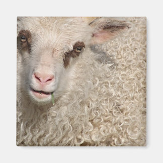 Pequeño imán de cordero