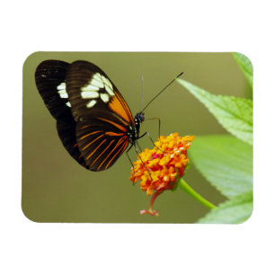 Pequeño imán de la mariposa