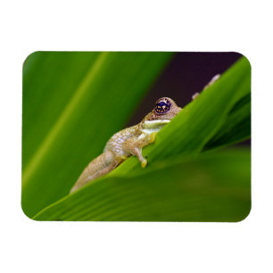 Pequeño imán de la rana