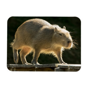 Pequeño imán del Capybara