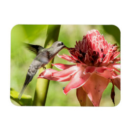 Pequeño imán ermitaño con barba blanca