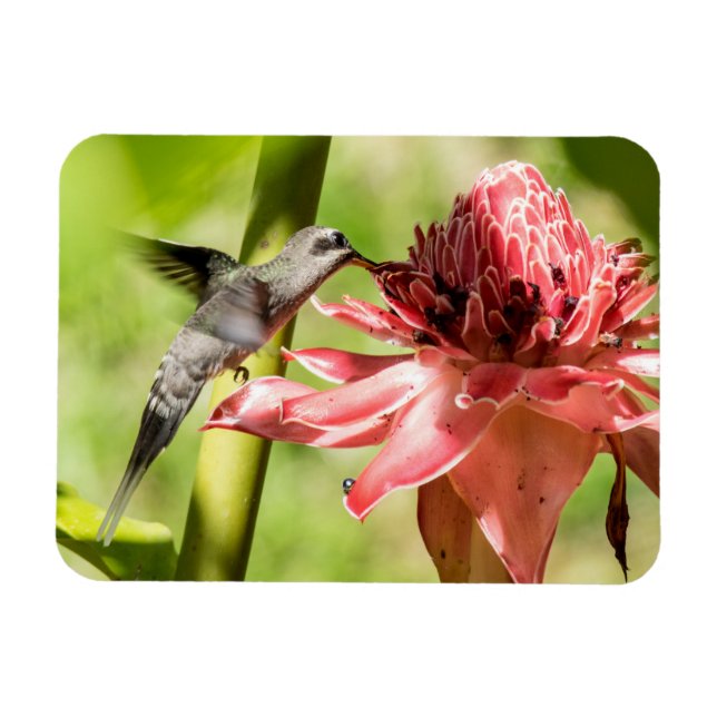Pequeño imán ermitaño con barba blanca (Horizontal)
