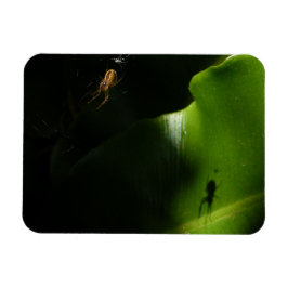 Pequeño imán fotográfico de araña