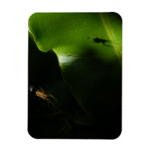 Pequeño imán fotográfico de araña