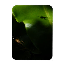 Pequeño imán fotográfico de araña