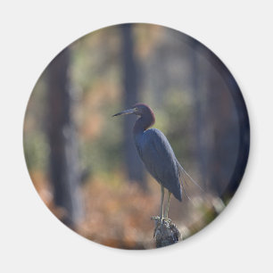 Pequeño imán fotográfico de la garza azul