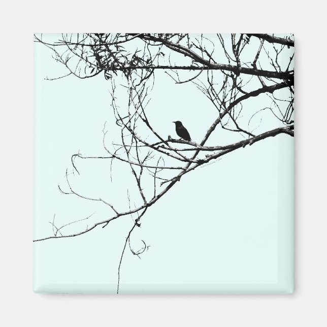 Pequeño imán negro de pájaro (Frente)
