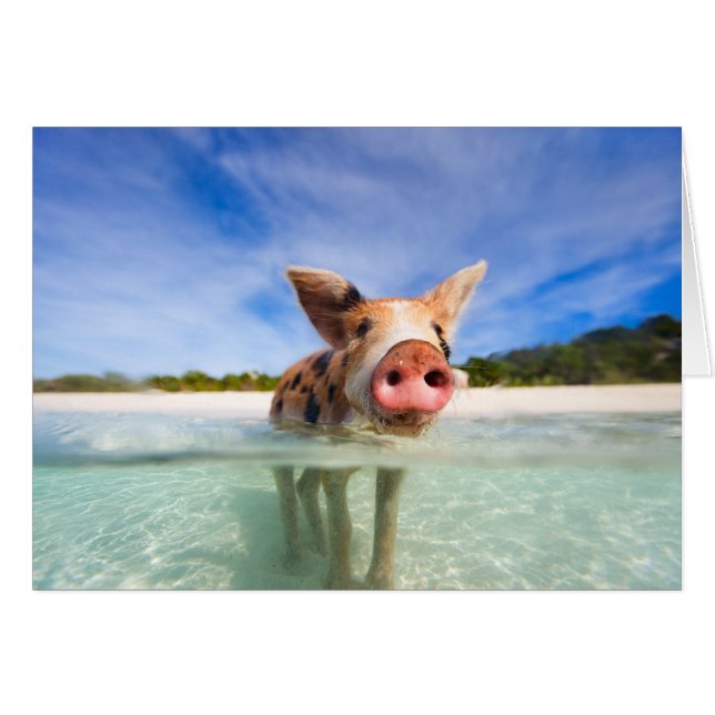 Pequeño lechón (Anverso (Horizontal))