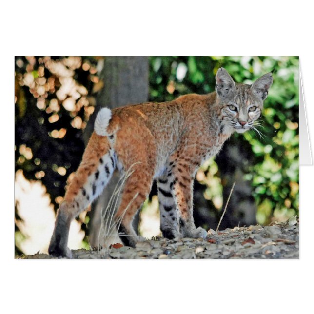 Pequeño lince femenino que mira sobre hombro (Anverso (Horizontal))