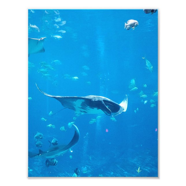 PEQUEÑO/MEDIO TAMAÑO Poster #Y020 en fotografía (Frente)