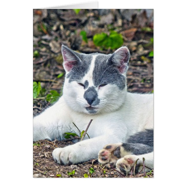 Pequeño Mister Pants (Frente)