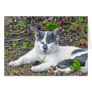 Pequeño Mister Pants