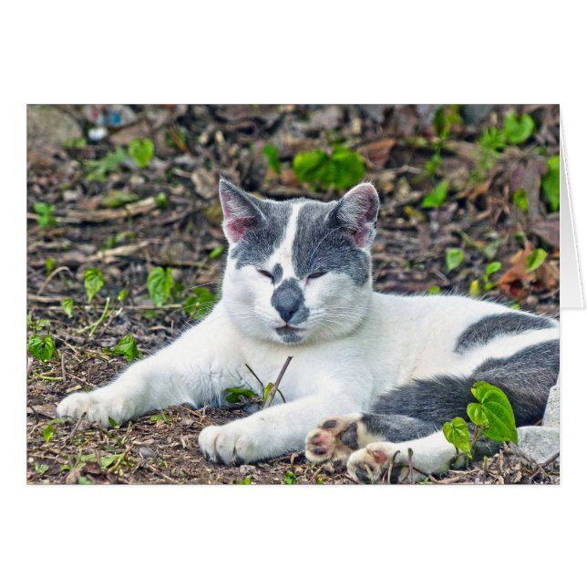 Pequeño Mister Pants (Anverso (Horizontal))