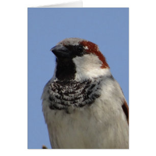 Pequeño pájaro chiflado