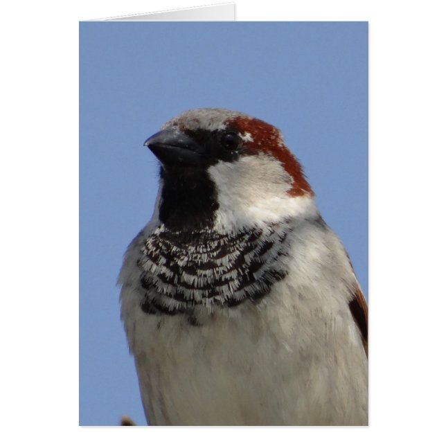 Pequeño pájaro chiflado (Frente)