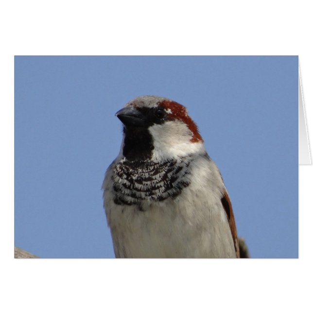 Pequeño pájaro chiflado (Anverso (Horizontal))