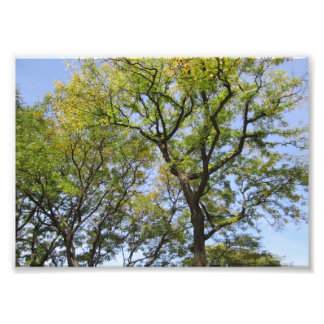 PEQUEÑO Poster # L003 en la fotografía