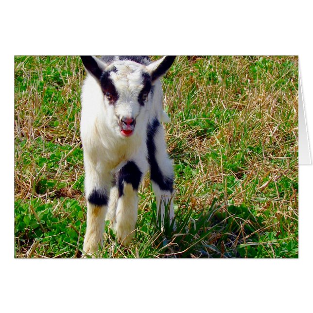 Pequeño punto (Anverso (Horizontal))