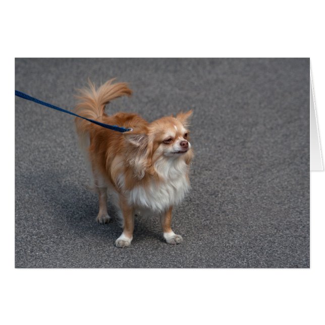 Pequeño Redhead (Anverso (Horizontal))