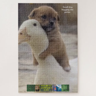 Pequeño rompecabezas de perro, abrazando a la gall