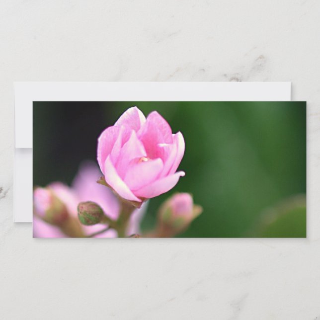 Pequeño rosa (Anverso)