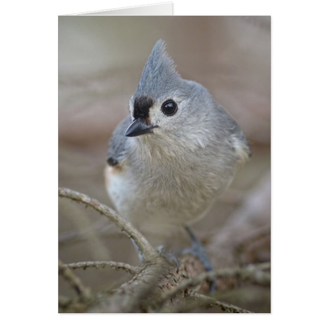 Pequeño Titmouse copetudo lindo (Frente)