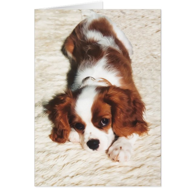 Pequeño un Cavalier Rey Charles Spaniel (Frente)