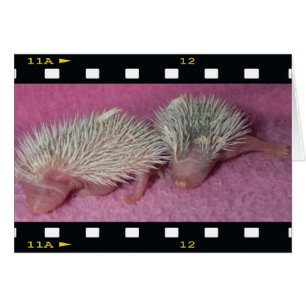 Pequeños bebés de hedgehog