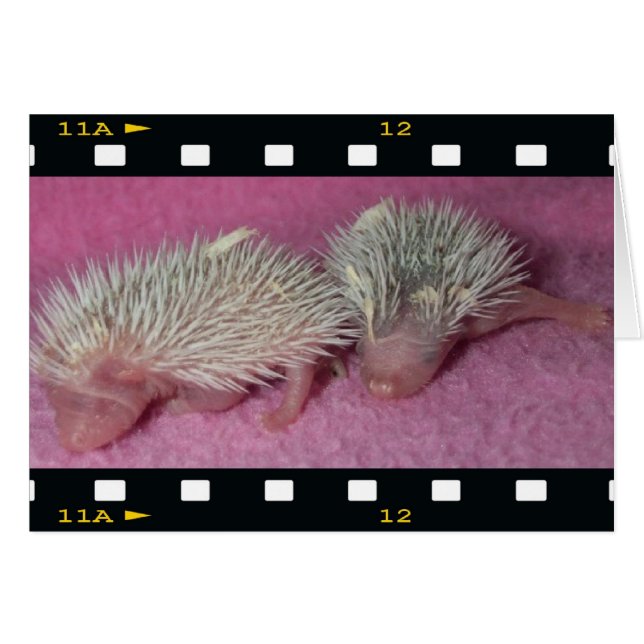 Pequeños bebés de hedgehog (Anverso (Horizontal))