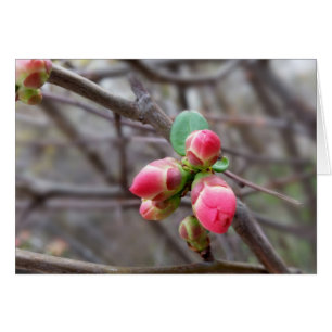 pequeños brotes rojos
