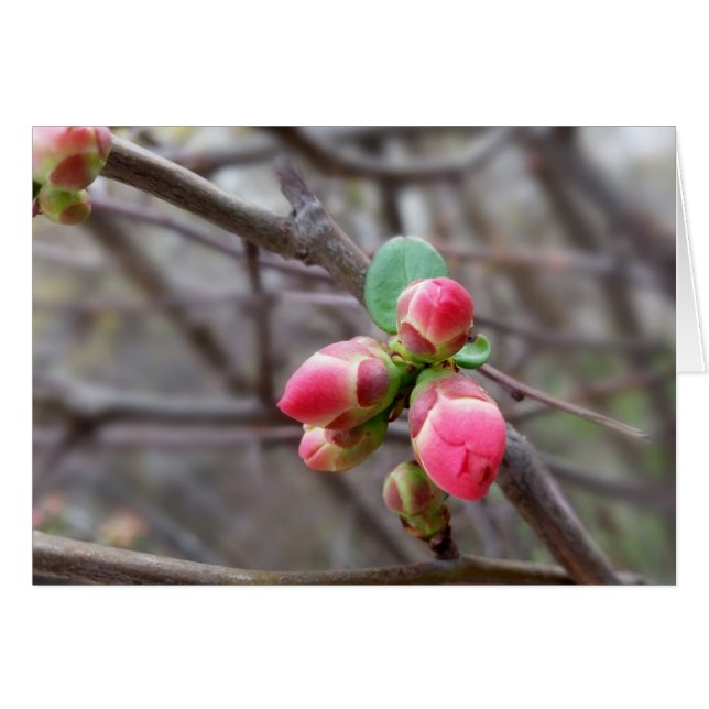 pequeños brotes rojos (Anverso (Horizontal))