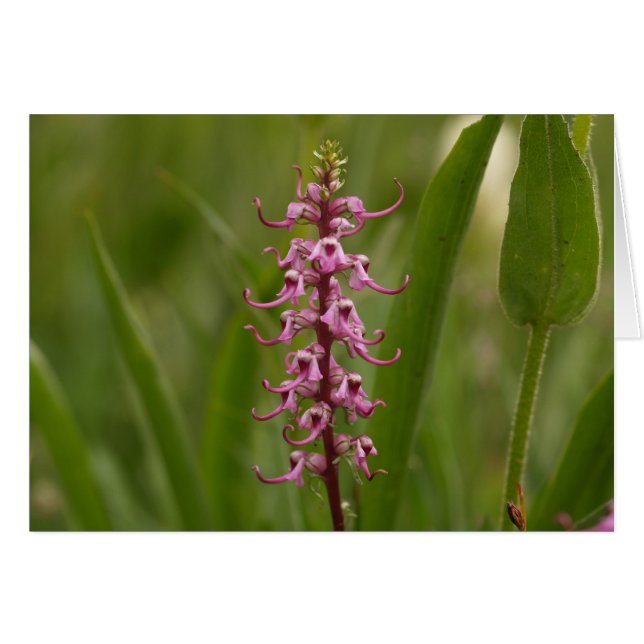 Pequeños elefantes rojos.Colorado 05 (Anverso (Horizontal))