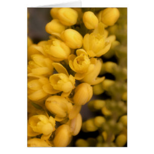 Pequeños florecimiento amarillo