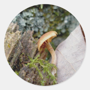 Pequeños Pegatinas hongos de noviembre
