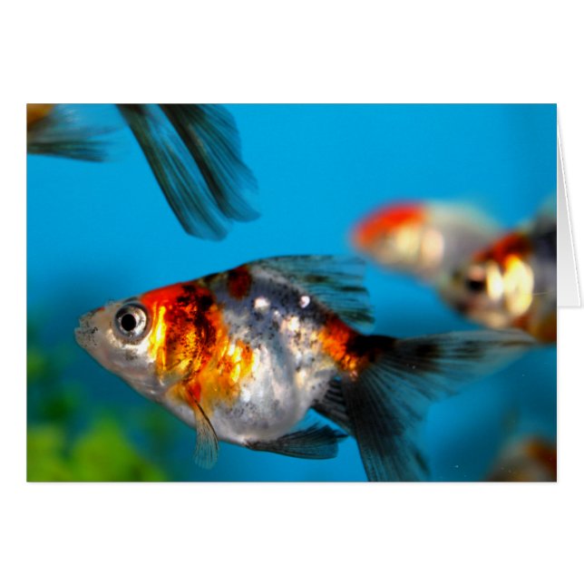 Pequeños pescados (Anverso (Horizontal))