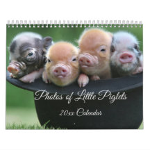 Pequeños y adorables lechones en un calendario Gor