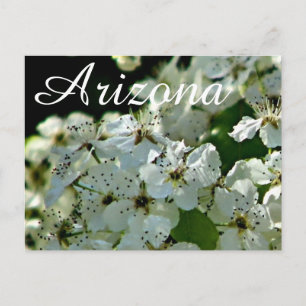 Peral en flor, postal de Arizona