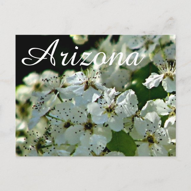 Peral en flor, postal de Arizona (Anverso)