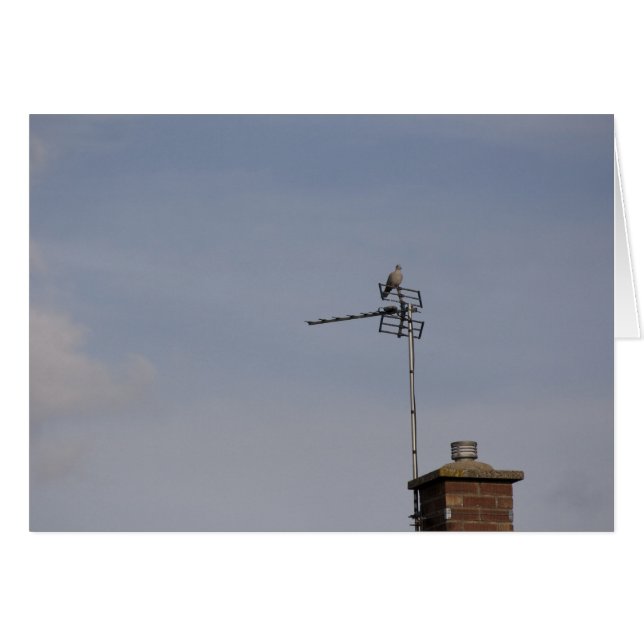 Perca (Anverso (Horizontal))