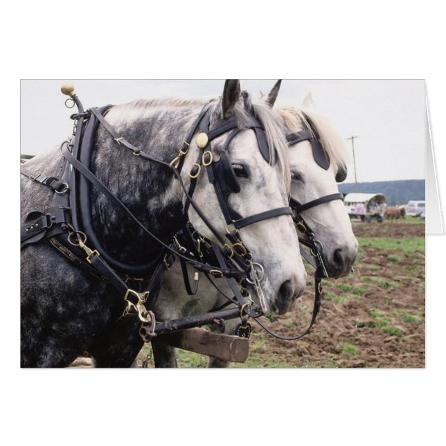 Percheron Tandem (Anverso (Horizontal))
