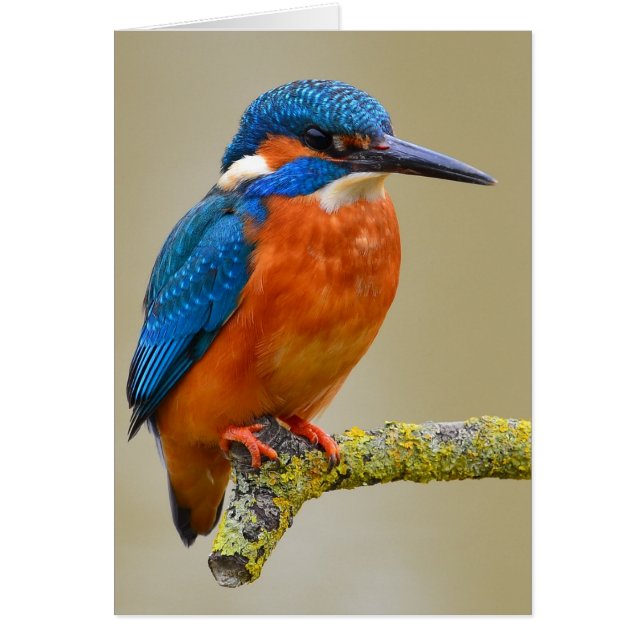 Perching Kingfisher (Frente)