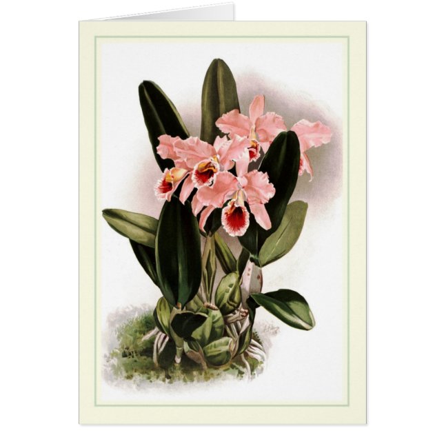 Percivaliana de Cattleya (Frente)