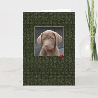 Pérdida de tarjetas de perro por la simpatía del m