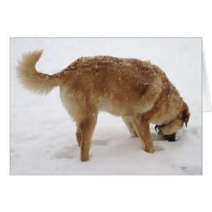 "Perdió mis llaves" búsqueda y perro del rescate -