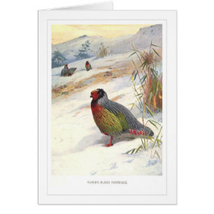 Perdiz de la sangre de Kuser;