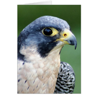 Peregrine Falcon Face Photo