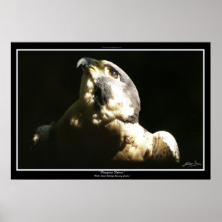 PEREGRINE FALCON I ~ Impresión fotográfica o Poste
